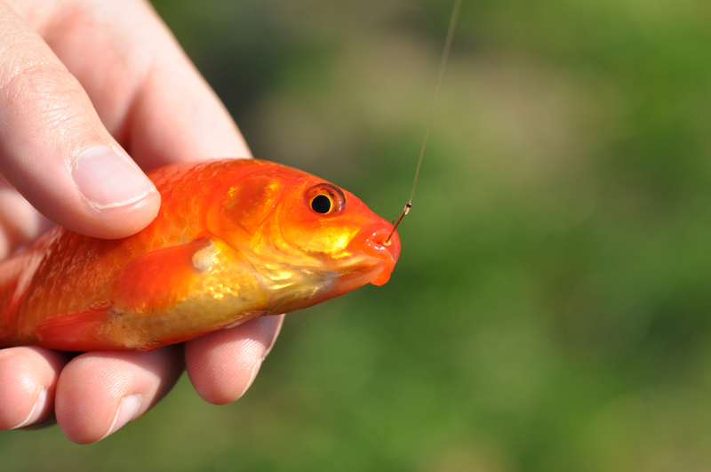 gold fish on hook