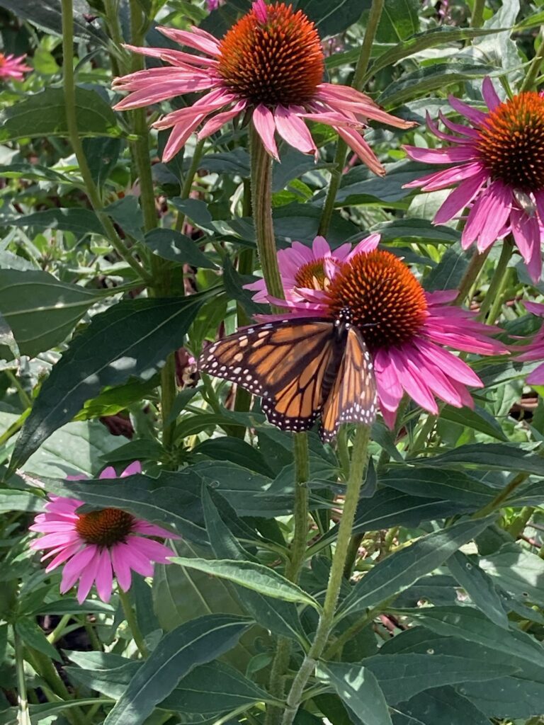 A butterfly perches on a coneflower.